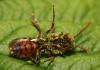 Nomada rubiginosa